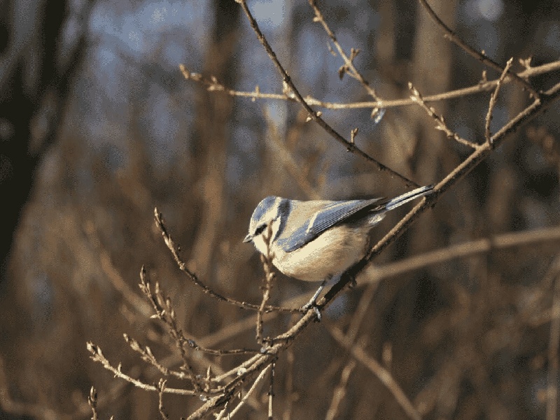 锦江妇保院试管，试管婴儿黑幕